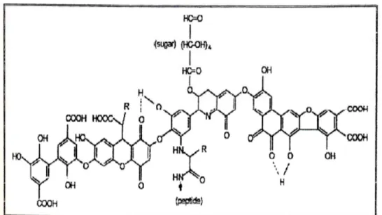 Gambar 2.1 Model struktur asam humat ; R dapat berupa alkil atau aril (Stevenson,  1994) 
