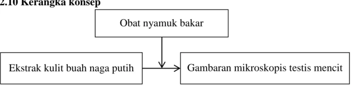 Gambar 3. Kerangka konsep 