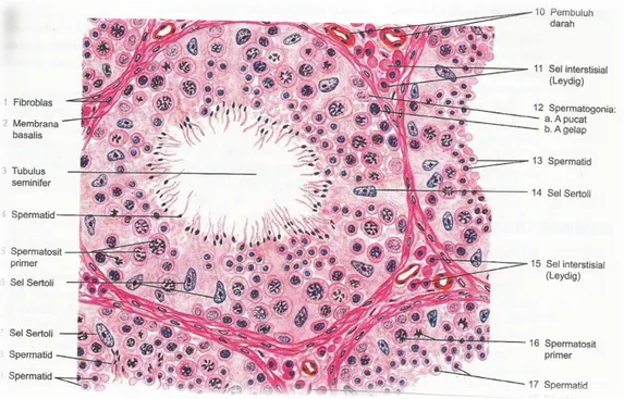 Gambar 1. Gambaran mikroskopis tubulus seminiferus potongan transversal. Pulasan 