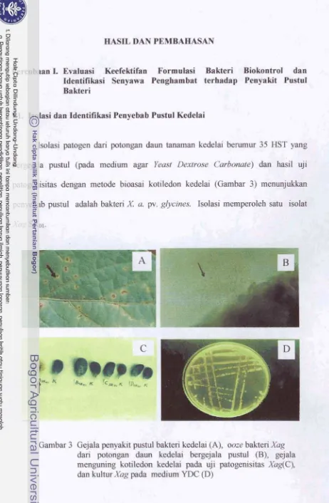 Gambar 3 Gejala penyakit pustul bakhi kedelai (A), ooze bakteri Xag 