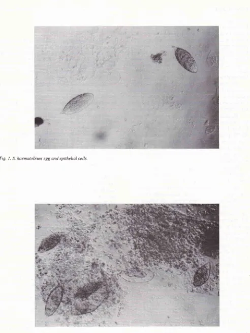 Fig. 2. S. haenatobiutn eggs with leucocytes and erithrocyles