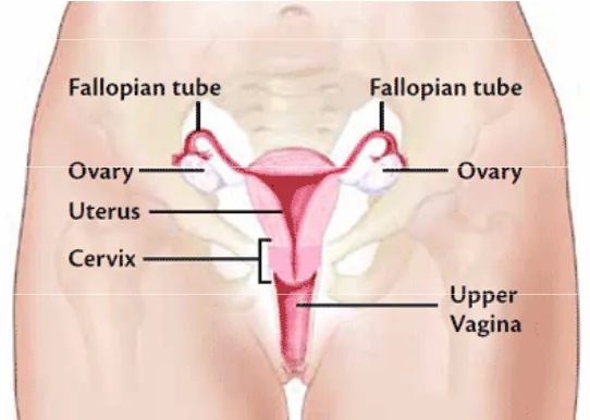 Gambar 2.1 Anatomi Sistem Reproduksi Wanita 