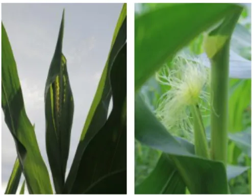 Gambar 4. Bunga jantan umur 49 hst dan bunga betina umur 50 hst  tanaman jagung manis 