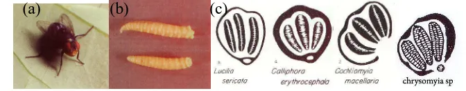 Gambar 2.2 (a) LalatChrysomya megacephalaC.megacephala,dari sumber pustaka., (b)Larva matur (c) Spirakel posterior dari famili calliphoridae (Dikutip1,16,17)