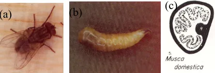 Gambar 2.3 (a) Lalat Sarcophaga bullataposterior, (b) Larva matur S.bullata, (c)Spirakel Sarcohaga sp (Dikutip dari sumber pustaka.1,7,16)