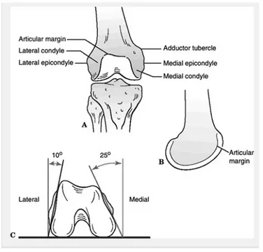 Gambar 3. Anatomi distal femur. (a) aspek anterior. (b) Aspek lateral. Batang femur  berada segaris dengan sebagian dari bagian anterior condylus lateral