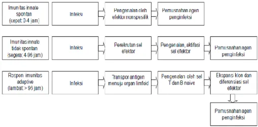 Gambar 9. Respon terhadap infeksi terdiri dari tiga fase 