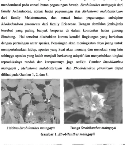 Gambar 1. Strobilanthes maingayii 