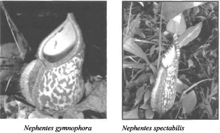 Gambar 6. Jenis-jenis Nephentes yang ditemukan di lokasi penelitian 