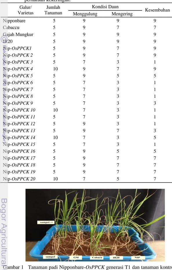 Gambar 1   Tanaman padi Nipponbare-OsPPCK generasi T1 dan tanaman kontrol  setelah perlakuan kekeringan