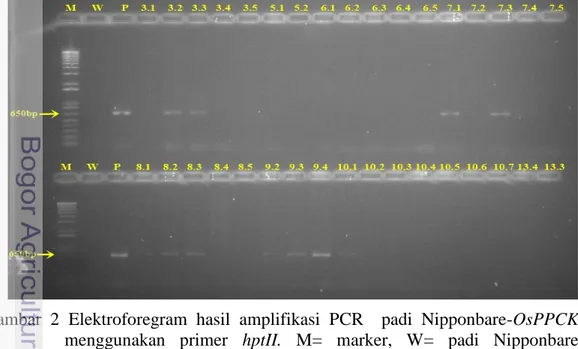 Gambar  2  Elektroforegram  hasil  amplifikasi  PCR    padi  Nipponbare-OsPPCK  menggunakan  primer  hptII