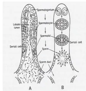 Gambar 2 Struktur testes (A) tipe lobuli berlekuk dan (B) lobuli padat           pada ikan teleost (Basuki  2011)