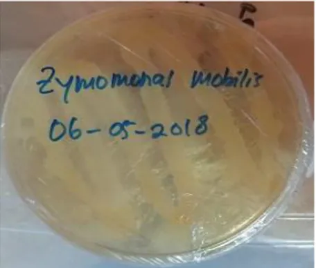 Gambar 4. 1 Regenerasi bakteri Zymomonas Mobillis pada media  cawan petri. 