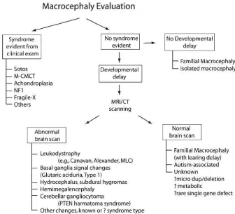 Figure 4. Macrocephaly evaluation scheme. MLC: Megalencephalic leukoencephalopathy with subcortical cysts; M-CMTC:  macrocephaly cutis marmorata telangiectatica congenital (Williams, 2008)
