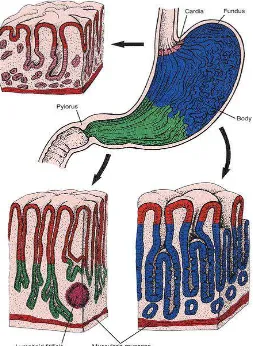 Gambar 2.2. Diagram dari empat daerah anatomi dan tiga daerah histologik lambung. Ketebalan gastrik pit (merah) dan bagian kelenjar berbeda pada berbagai daerah di Histologi kelenjar dibedakan atas warna merah muda, hijau, dan biru