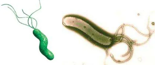 Gambar 2.4. H. pylori merupakan bakteri gram-negatif dengan bentuk batang 