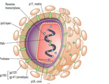 Gambar 2.1  Structure of HIV.  10 