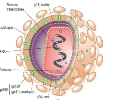 Gambar 2.1  Structure of HIV.  10 