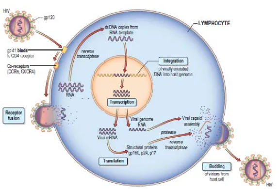 Gambar 2.2. HIV entry and replication in CD4 T lymphocytes. 10 
