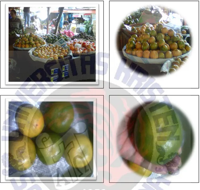 Gambar di atas menunujkan buah jeruk yang berkualitas baik, berikut tampilannya :  a.  Ukuran buah jeruk relatif lebih besar (±120 gram/buah) 
