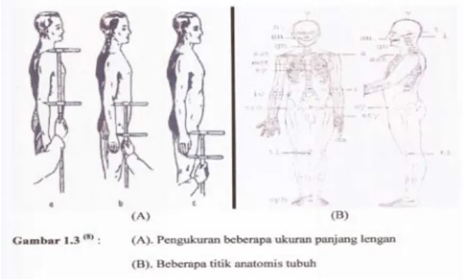 Gambar 4 : Cara pengukuran manusia. Glinka J, Artaria MD, Koesbardiati  
