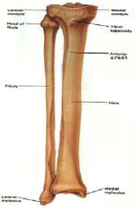 Gambar  8 : Tulang tibia dan fibula.  24  2.5  Beberapa Formula Untuk Penentuan Tinggi Badan  2.5.1