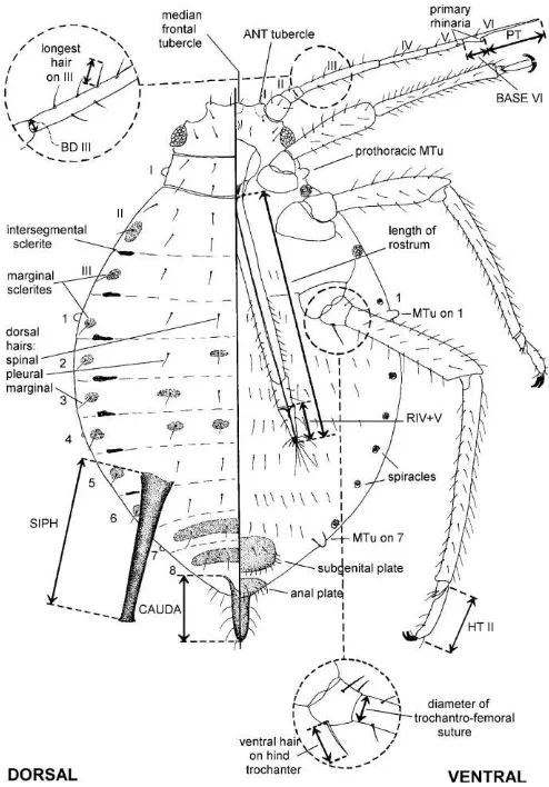 Gambar 1  Diagram ilustrasi dari imago kutudaun pada bagian dorsal dan ventral. (Sumber : Blackman & Eastop 2006) 
