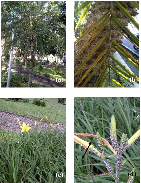 Gambar 4  Gejala kerusakan yang ditimbulkan oleh kutudaun; tanaman palem puniks (a), gejala kerusakan berupa daun menguning (b), tanaman lili (c), dan gejala kerusakan berupa layu pada kuncup bunga (d)