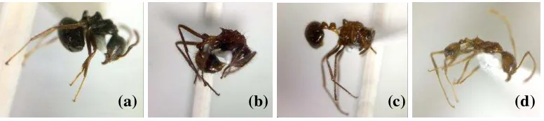 Gambar 5  Jenis semut yang berasosiasi dengan kutudaun; D. thoracicus (a), Lepisiota sp