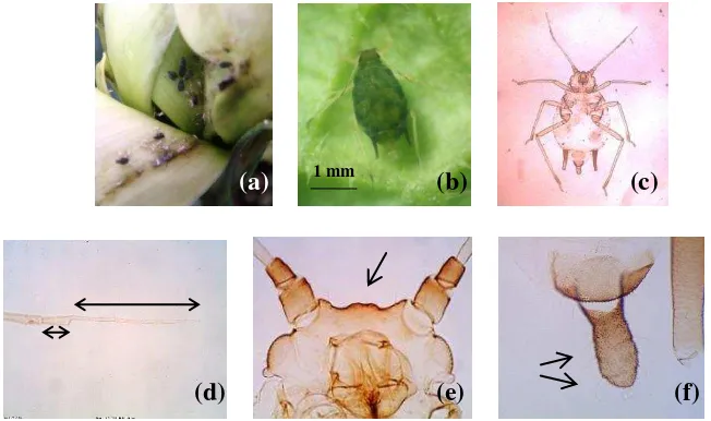 Gambar 6  Karakter morfologi Aphis gossypii; koloni A. gossypii pada bunga E. russelianum (a), tubuh berwarna hijau dengan bercak hijau tua (b), preparat slide imago tidak bersayap (c), terminal proses lebih dari 2x panjang basal antena (d), tuberkel anten