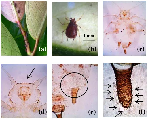 Gambar 7  Karakter morfologi Toxoptera aurantii; koloni T. aurantii pada daun F. benjamina (a), tubuh berwarna coklat-kehitaman (b), preparat slide imago tidak bersayap (c), tuberkel antena tidak berkembang (d), stridulatory apparatus pada abdomen (e) dan 