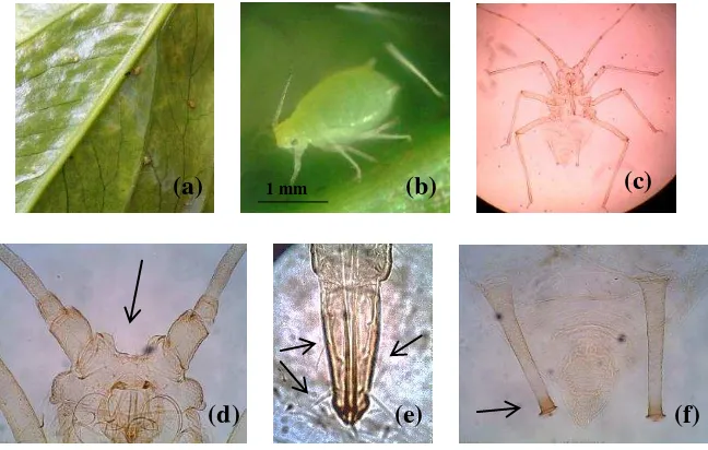 Gambar 9  Karakter morfologi Aulacorthum solani; koloni A. solani pada daun A. adreanum (a), tubuh berwarna hijau pucat (b), preparat slide imago tidak bersayap (c), tuberkel antena berbentuk paralel (d), rambut sensoria pada stilet (e) dan ujung kornikel 