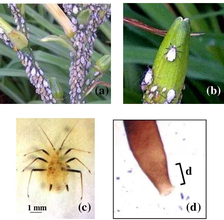 Gambar 10  Karakter morfologi Indomegoura indica; koloni I. indica pada bunga H. fulva (a), permukaan tubuh ditutupi oleh lilin (b), warna antena, tungkai dan kornikelnya hitam (c), dan zona subapikal pada ujung kornikel (d)