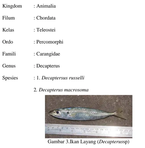 Gambar 3.Ikan Layang (Decapterussp) 