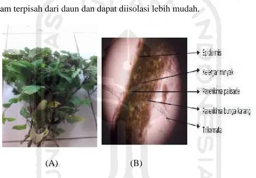 Gambar 11. Nilam segar (A) ; Penampakan mikroskopik daun nilam segar (B)