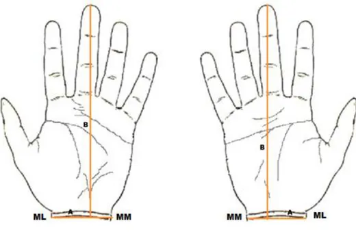 Gambar 10.   Pengukuran  telapak  tangan  kanan  dan  kiri.  A  :  Garis  pergelangan  tangan,  garis  penghubung  maleolus  lateralis  dan  maleolus medialis