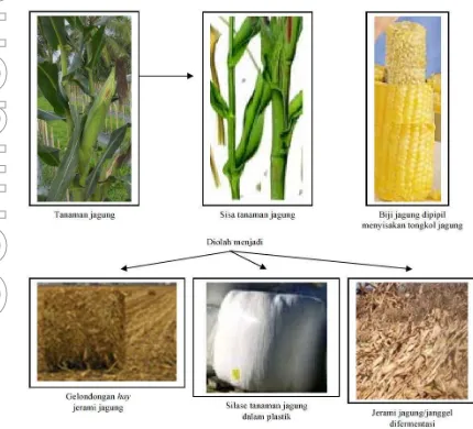 Gambar 1. Beberapa teknologi pengolahan limbah tanaman jagung setelah biji jagungdipanen dan kemudian dipipil