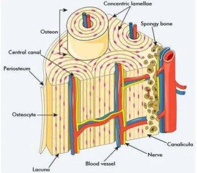 Gambar 4. Struktur tulang (Sumber: www.biologimediacentre.com) 