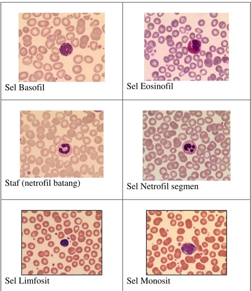 Tabel 2. Rekapitulasi uji Satistik jenis-jenis sel lekosit pada zona Atas dan Bawah  preparat darah apus