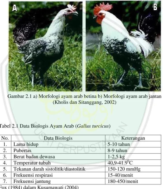Gambar 2.1 a) Morfologi ayam arab betina b) Morfologi ayam arab jantan  (Kholis dan Sitanggang, 2002) 