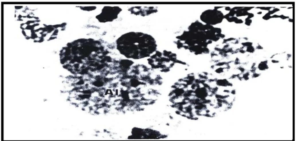 Gambar 2.  Anak inti sel ikan tawes diploid (2n)  Keterangan: AI = anak inti sel (nucleolus) 