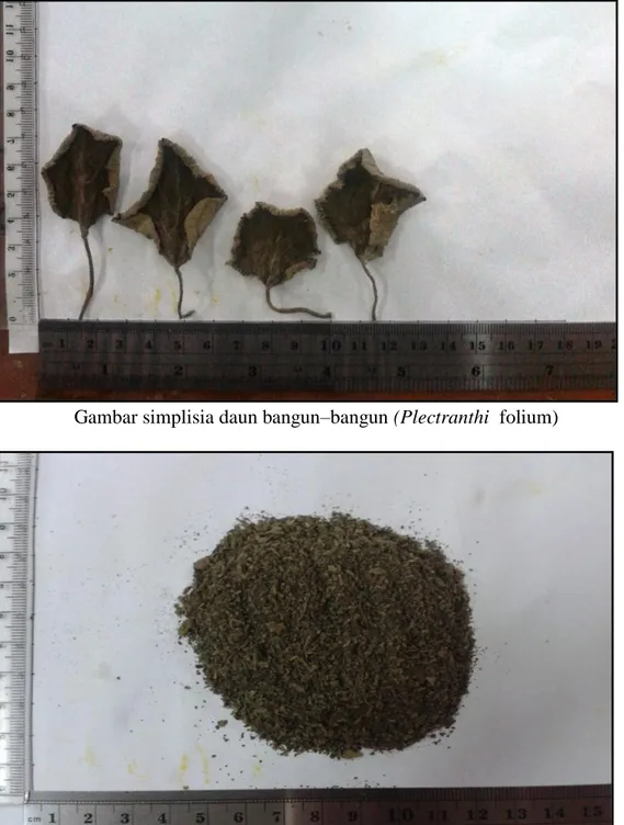 Gambar simplisia daun bangun–bangun (Plectranthi  folium) 