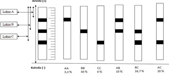 Gambar 3. Pola Pita Protein Albumin Darah dari Sapi Jawa (N = 30) 