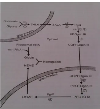 Gambar  6  menyajikan  proses  pembentukan  hemoglobin.  Hemoglobin  mengikat  oksigen  untuk membentuk oksihemoglobin, O 2  menempel pada Fe 2+  di heme