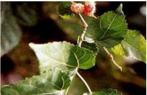 Gambar 2. Daun Murbei (Morus alba) 