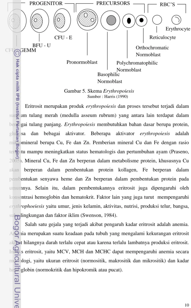 Gambar 5. Skema Erythropoiesis 