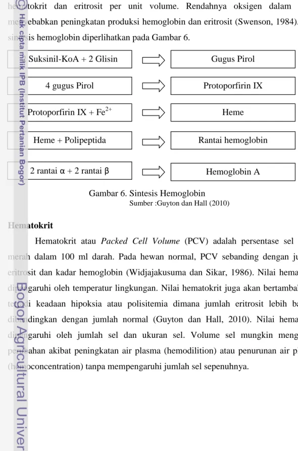 Gambar 6. Sintesis Hemoglobin 