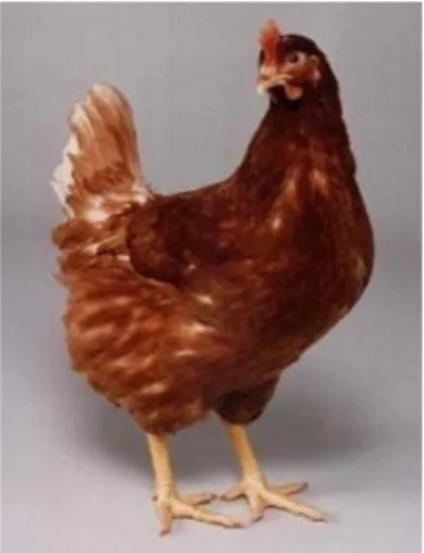 Gambar 2 merupakan salah satu jenis ayam tipe medium yaitu Hy line Brown. Ayam ini  mampu  menghasilkan  320  butir  telur  dan  memiliki  masa  produksi  selama  74  minggu  (Amrullah, 2004)
