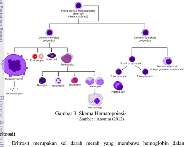 Gambar 3. Skema Hematopoiesis 