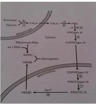 Gambar  6  menyajikan  proses  pembentukan  hemoglobin.  Hemoglobin  mengikat  oksigen  untuk membentuk oksihemoglobin, O 2  menempel pada Fe 2+  di heme